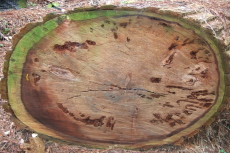 A cut redwood featuring a slug and a worm.