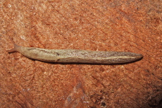 Young banana slug
