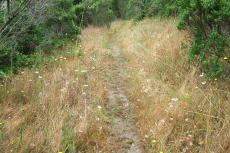 Wildflowers on Upper Coyote Ridge Trail