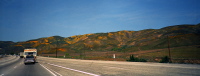 Color on the hillsides near Gorman, CA.