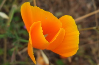 Partially furled California Poppy