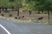 Wild turkeys on Pleasants Valley Rd.