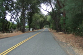 Pleasants Valley Rd. passes under an arbor of oak trees.