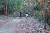 Ladies on horseback ride down the Meadow Trail.