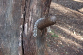 Someone's tooth guard was found and placed on this peg near the trailhead.