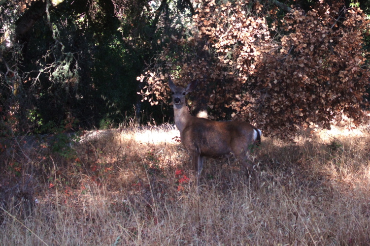 A deer near the trail.