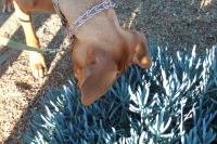 Sniffing the ice plant.
