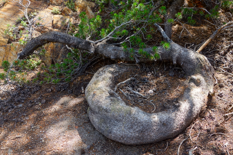 A twisted lodgepole trunk.