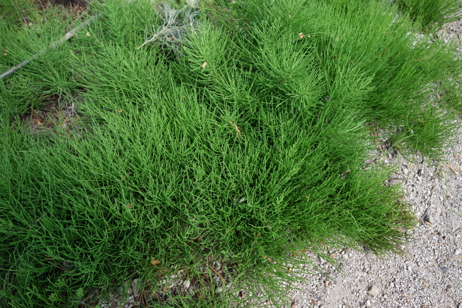 Field horsetail (Equisetum arvense)