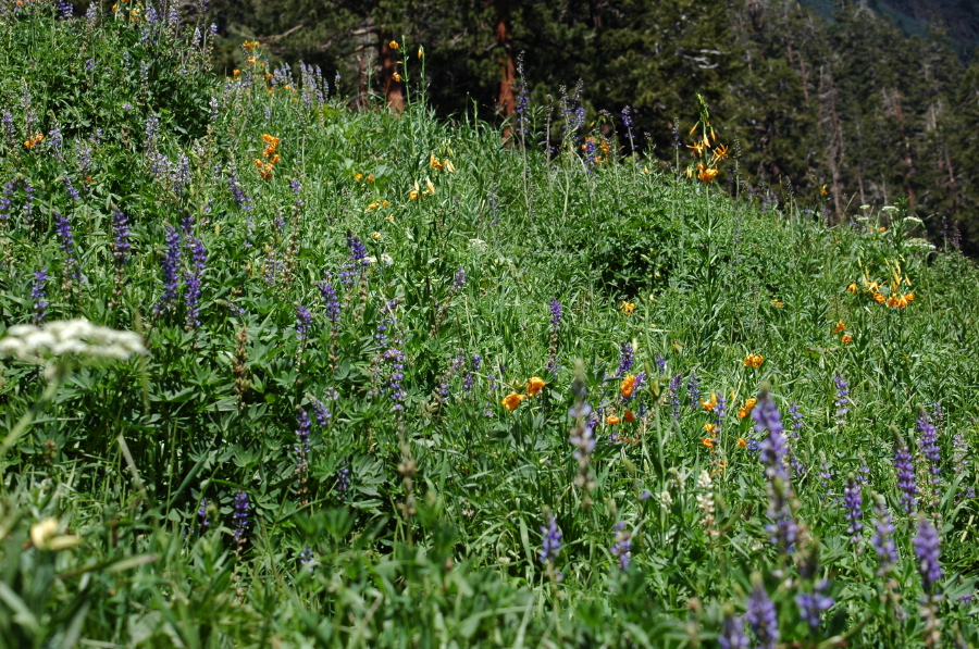 A field of bigleaf lupine, tiger lilies, and poison angelica (Angelica lineariloba)