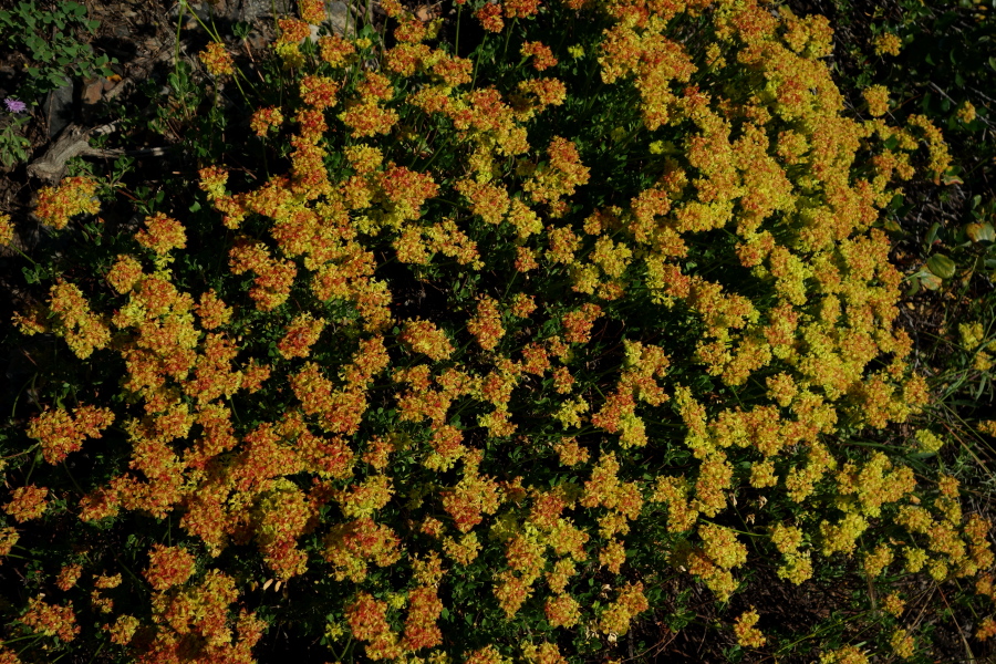 Buckwheat