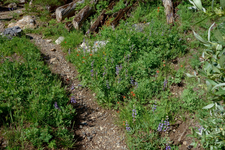 Lupine and paintbrush grow near the trail.