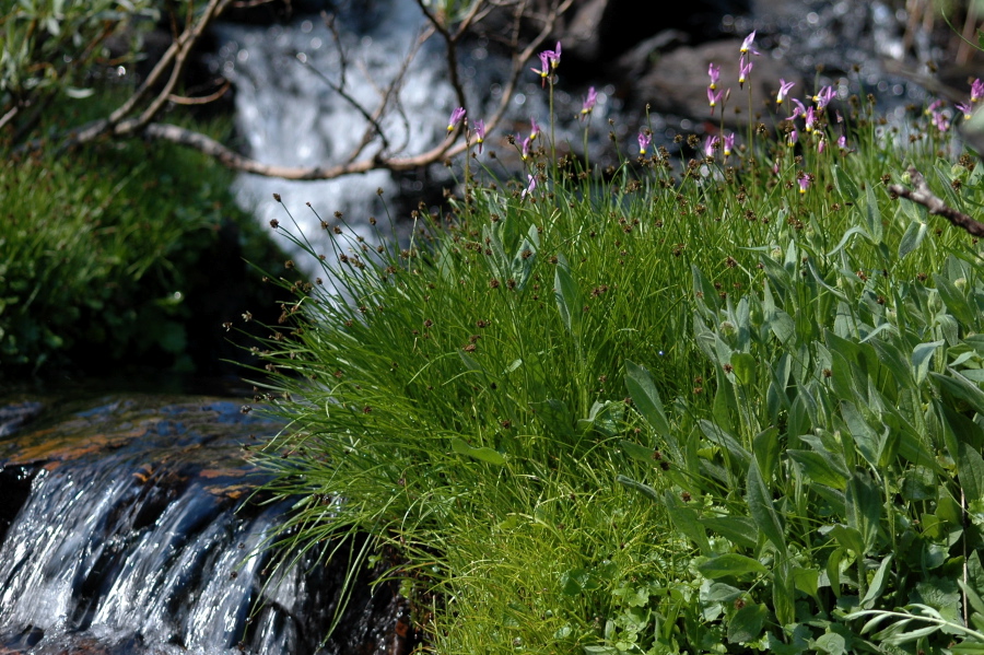 Shooting stars beside a babbling brook