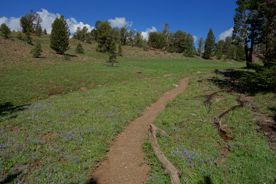 Trail passes through a lupine-studded meadow.