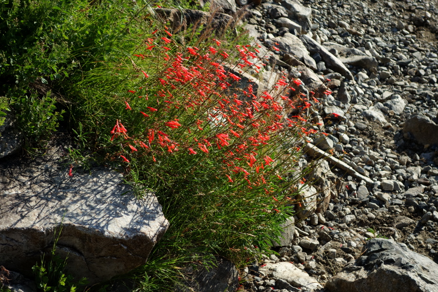 Bridge penstemon (Penstemon rostriflorus) is abundant next to the trail.