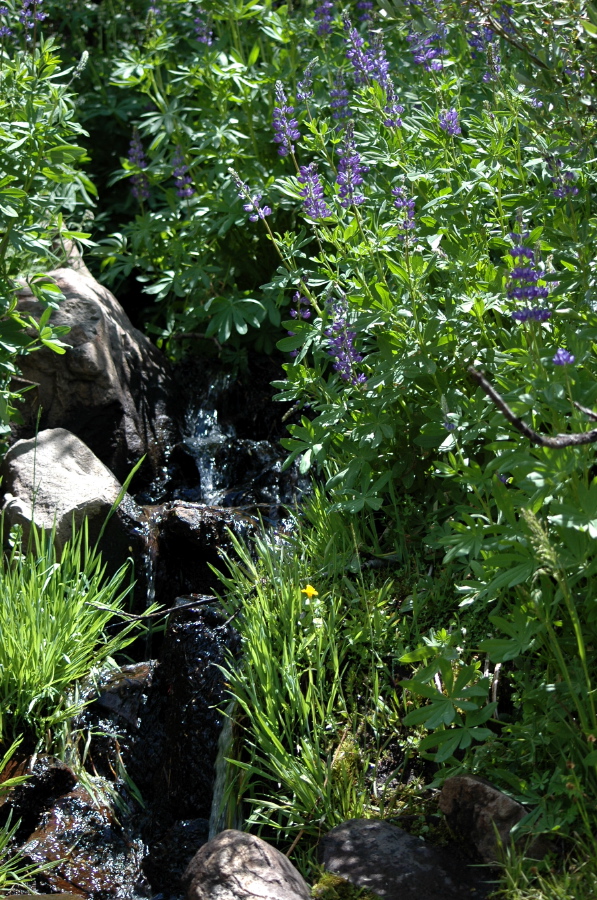 Bigleaf lupine grow abundantly in the wet areas near stream crossings.