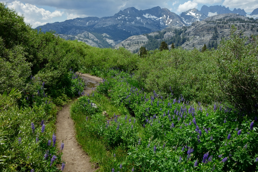 Trail passes through a wet area of lupine and willow.