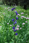 Monkshood grows amidst a field of Pacific onion.