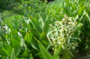 Corn lily (Veratrum californicum)