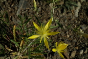 Blazing star (Mentzelia laevicaulis)