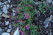 Penstemon grows abundantly by the trail.