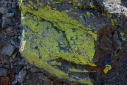 Lichen grows on a rock.