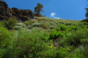 A field of mule's ears, paintbrush, and sulphur buckwheat