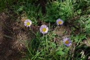 Diffuse daisy (Erigeron divergens)