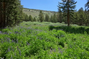 A field of broad-leafed lupine (Lupinus latifolius)