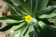 Cinquefoil