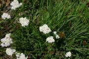 Common yarrow (Achillea millefolium)