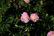 Woods rose (Rosa woodsii)