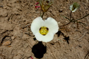 Mariposa lily (Calochortus leichtlinii)
