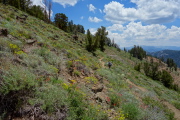 Sulphur buckwheat and paintbrush along the High Trail