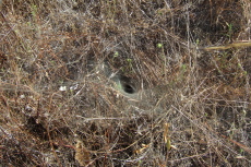Funnel web seen near the Mine Hill Trail