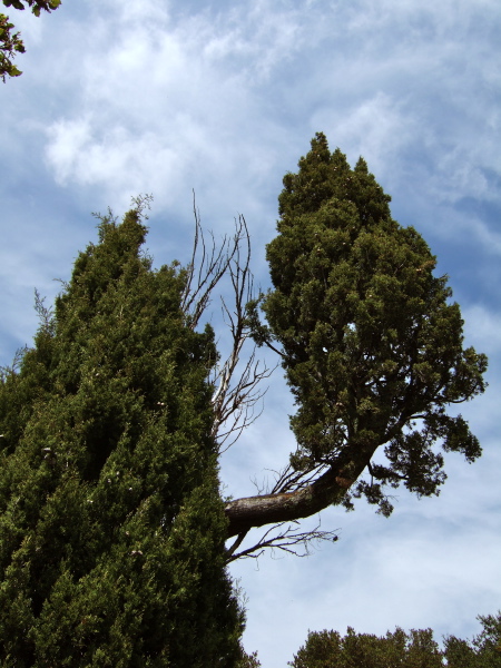 A cypress grows from a cypress.