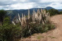 Wild grasses along Castillero Trail