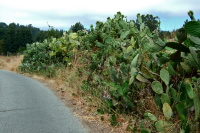 Prickly pear cactus on Day Rd.
