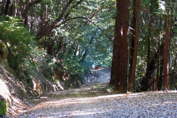 Ron descends the Aptos Creek Fire Road. (2050ft)