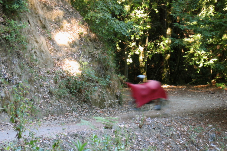 Ron descends the Aptos Creek Fire Road. (1560ft)