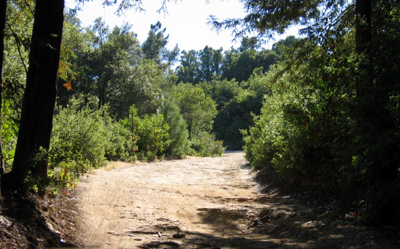 Climbing along the ridge on Aptos Creek Fire Road. (2410ft)