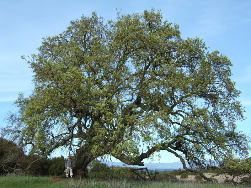 David stands beneath an old oak tree.