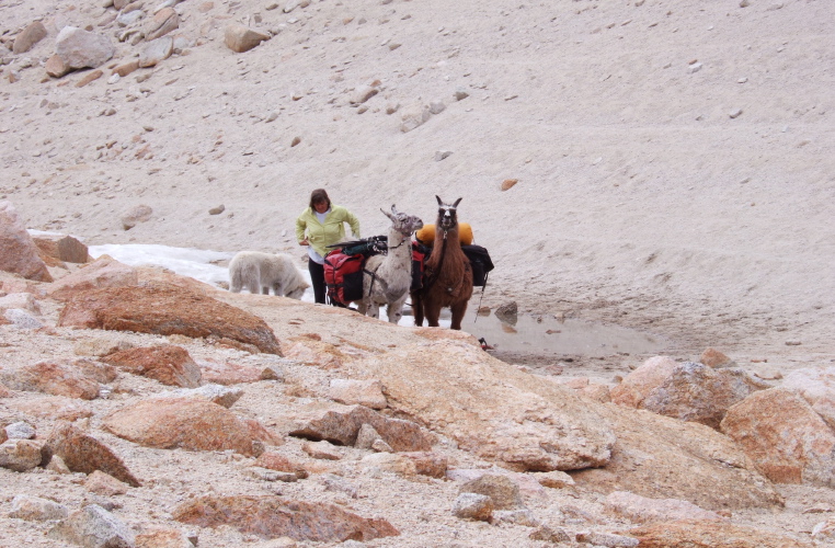 Woman with llamas.