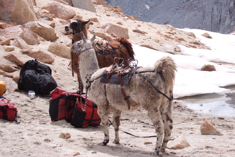 Close-up of llamas.