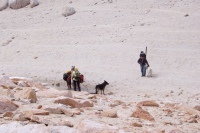 Woman (left) with two llamas and two dogs.