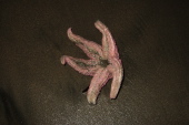 Starfish found exposed at low tide