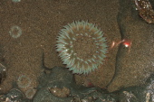 Sea anemone in a tide pool