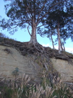 Eucalyptus tree and roots.