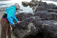 Alice inspects the mussel-covered rock.