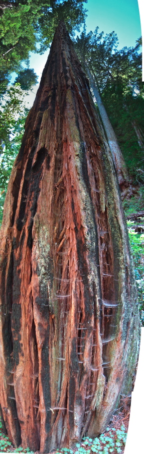 An old growth tree beside the Berry Creek Falls Trail